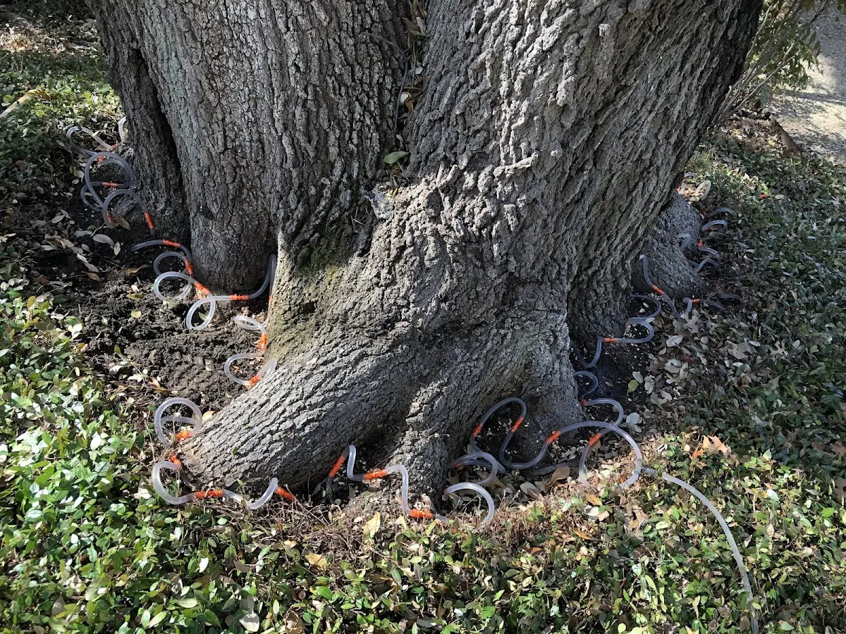 Detailed Tree Cabling and Bracing job site in Ropesville